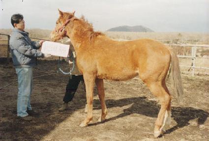 ������ ����