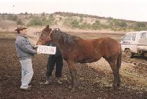 ������� (ALCHAN SARANG) ����