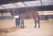 ������� (MUYE JANGSA) ����