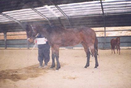 ������� ����