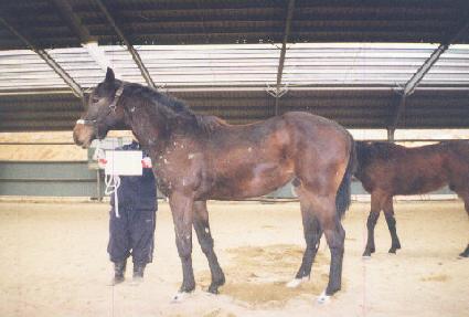 ����� ����