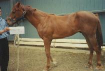 ����ŷ (WORLD KING) ����