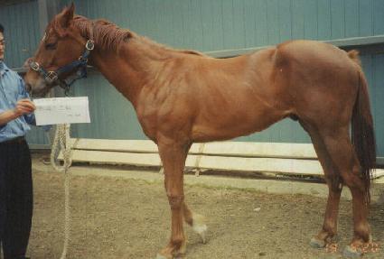 ����ŷ ����