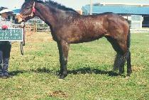 ���ǻ��� (BICHUI SAJA) ����