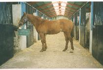 �ϴ����� (HANEUL JIGI) ����