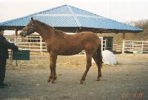 ����� (GARMELSAN) ����