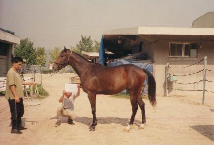 �ڸ��Ƚ��� ����