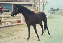 ��ȭ�� (WIHWADO) ����