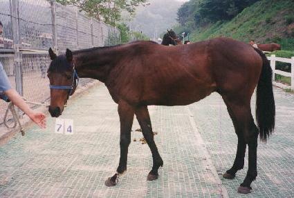 ���񸸳� ����