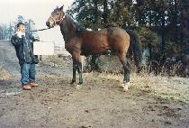 �������� (HANJIN POGU) ����