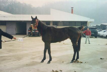 �������� ����