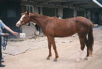 ü��Ű���� (CHEROKEE BLUE) ����