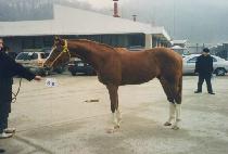 ��Ʈ����Ʈ (ULTRA RESULT) ����