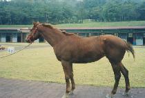 ������ (BALGEUN BIT) ����