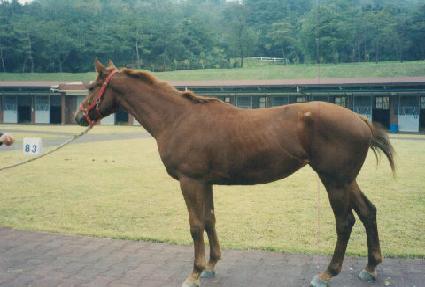 ������ ����