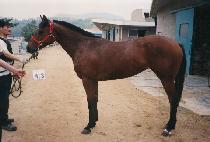 ���� (GUNGJEON) ����