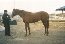 �ؿʹ޺� (HAEWA DALBIT) ����