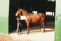 �������� (SAENG I JI JI) ����