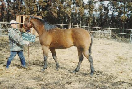 ���� ����