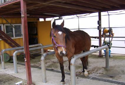 ������ ����