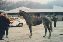 �ø���� (OLIVIA) ����