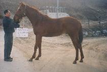 �ӵ��� (SOKDOGAM) ����