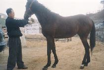 ��û���� (BUKCHEONG SAJA) ����