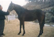 õ���ȭ (CHEONNYEON SINHWA) ����