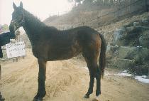 Ȳ�ݹٴ� (HWANGGEUM BADA) ����