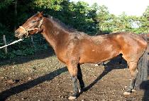 �������� (SEONBONG DAEJANG) ����