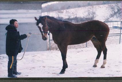 ģ���Ǳ�� ����