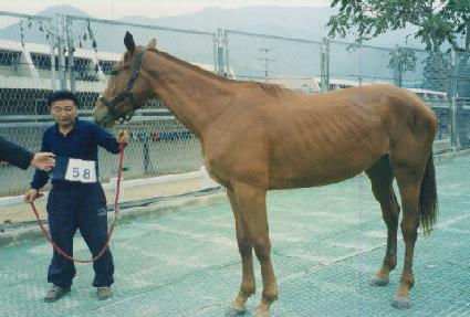 ������ ����