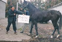 Ÿ��ũ���� (TOWER CRANE) ����