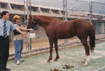 ��� (DAEMONG) ����