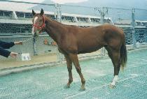 ����Ŀ (BARIKEO) ����