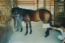 õ���� (CHEON AN TONG) ����