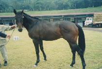 ŷ�� (KINGDOM) ����