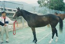 ���ƾ� (JIAYA) ����