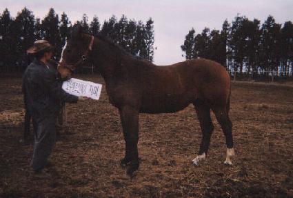 ����ô� ����