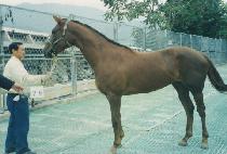 �������¼��� (DOLGODONEUN SESANG) ����