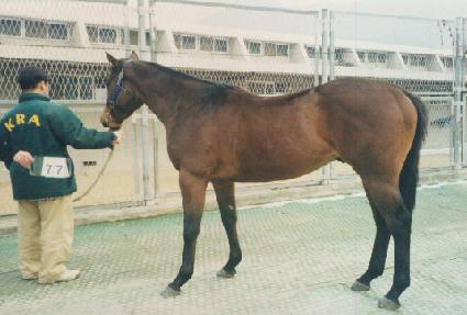 ����ŷ ����