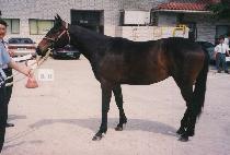 ������Ʈ (POTENT) ����