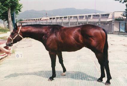 Ǫ������ ����