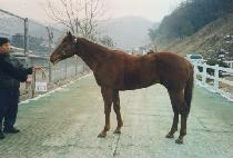 ����»� (YONGBIEOSEUNGSAENG) ����