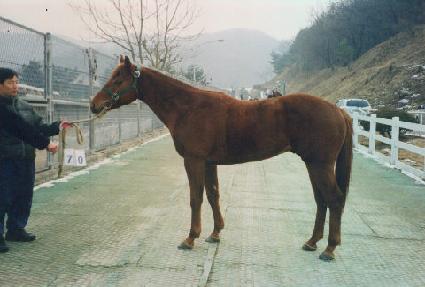 ����»� ����