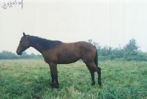 �ݰ� (GEUMGANG) ����