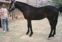 ���̹���ũ (SAVER DARK) ����