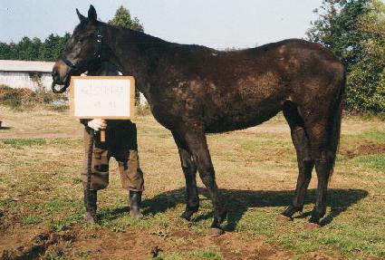 �̾��� ����