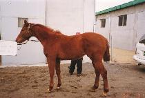 ���ǵ����� (SPEED HUNTER) ����