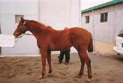 ���ǵ����� ����